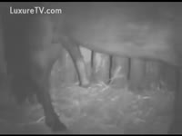 Bestiality Movie - Farming at night
